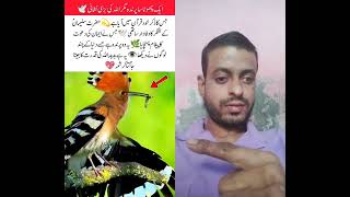 The Bird Mentioned in the Quran | The Miracle of Hudhud 🕊️ #islamichistory