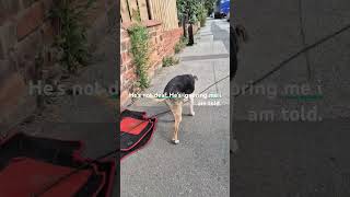 Forest The Patterdale Terrier..17 Years Old.