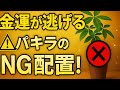 ⚠️間違えると金運が逃げる！パキラの置き場所、知らないと損します💸🌿