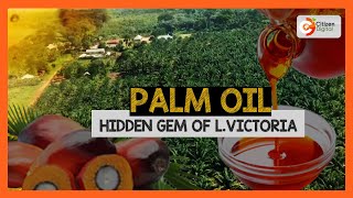 BIDCO Africa embarks on a project that will see Kenya start palm oil production