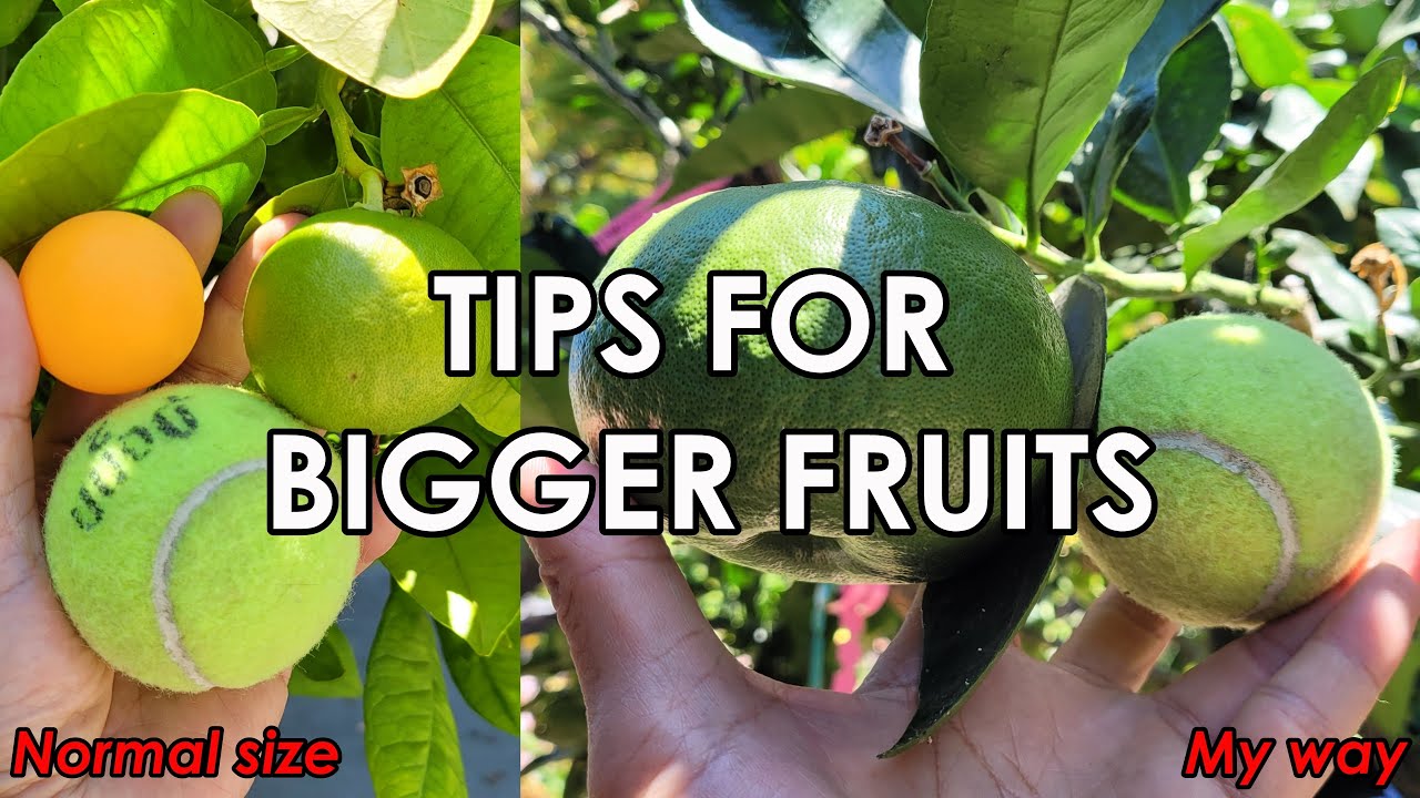 My Secret Guaranteed for How to Grow Supper Big Fruits | Girdling to ...