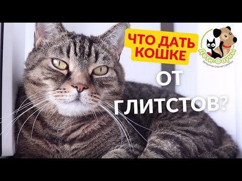 Видео: 4 способа избавиться от глистов у вашей кошки