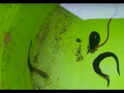 This Deadly Flatworm Has Invaded The U S , And Now Officials Have Issued A Grave Warning