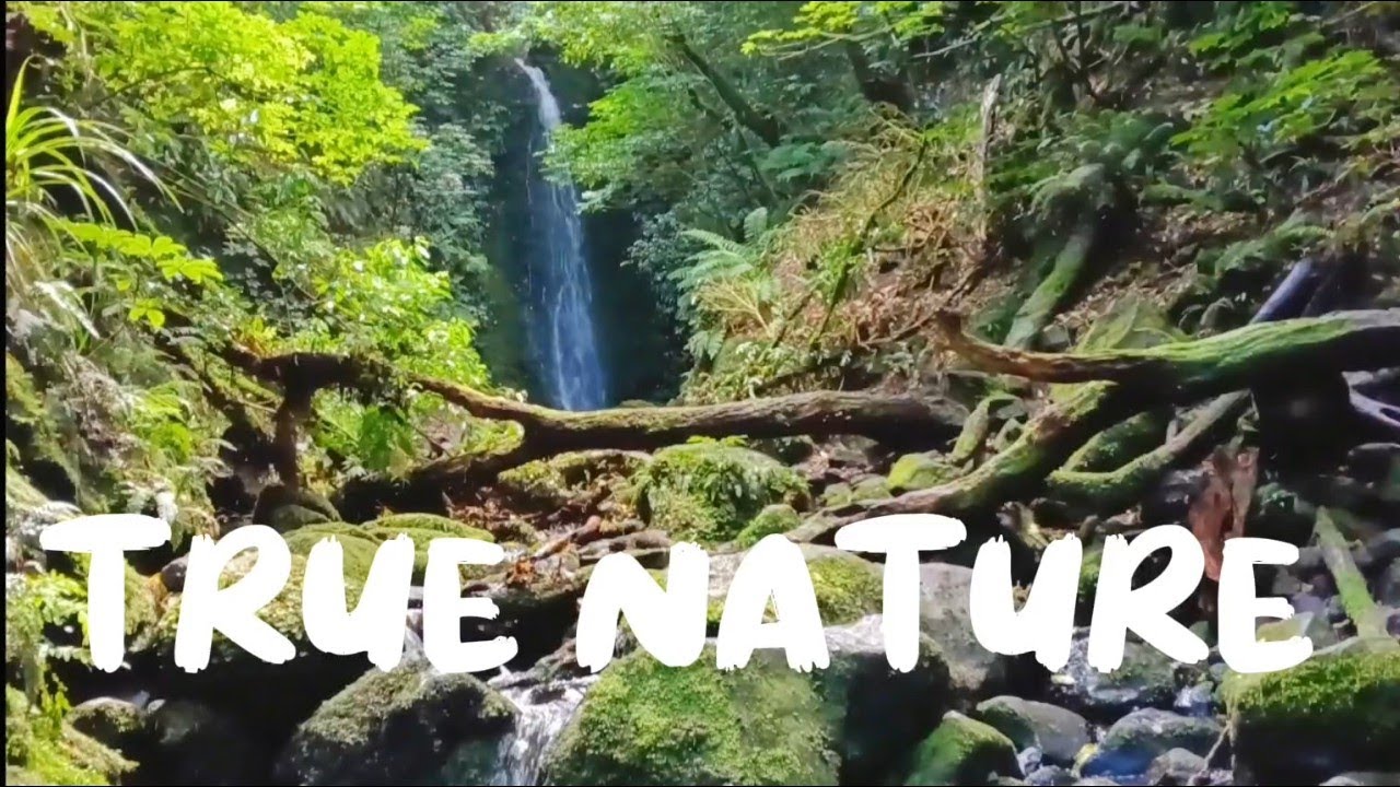 Peaceful Escape at Nicols Creek - NEW ZEALAND