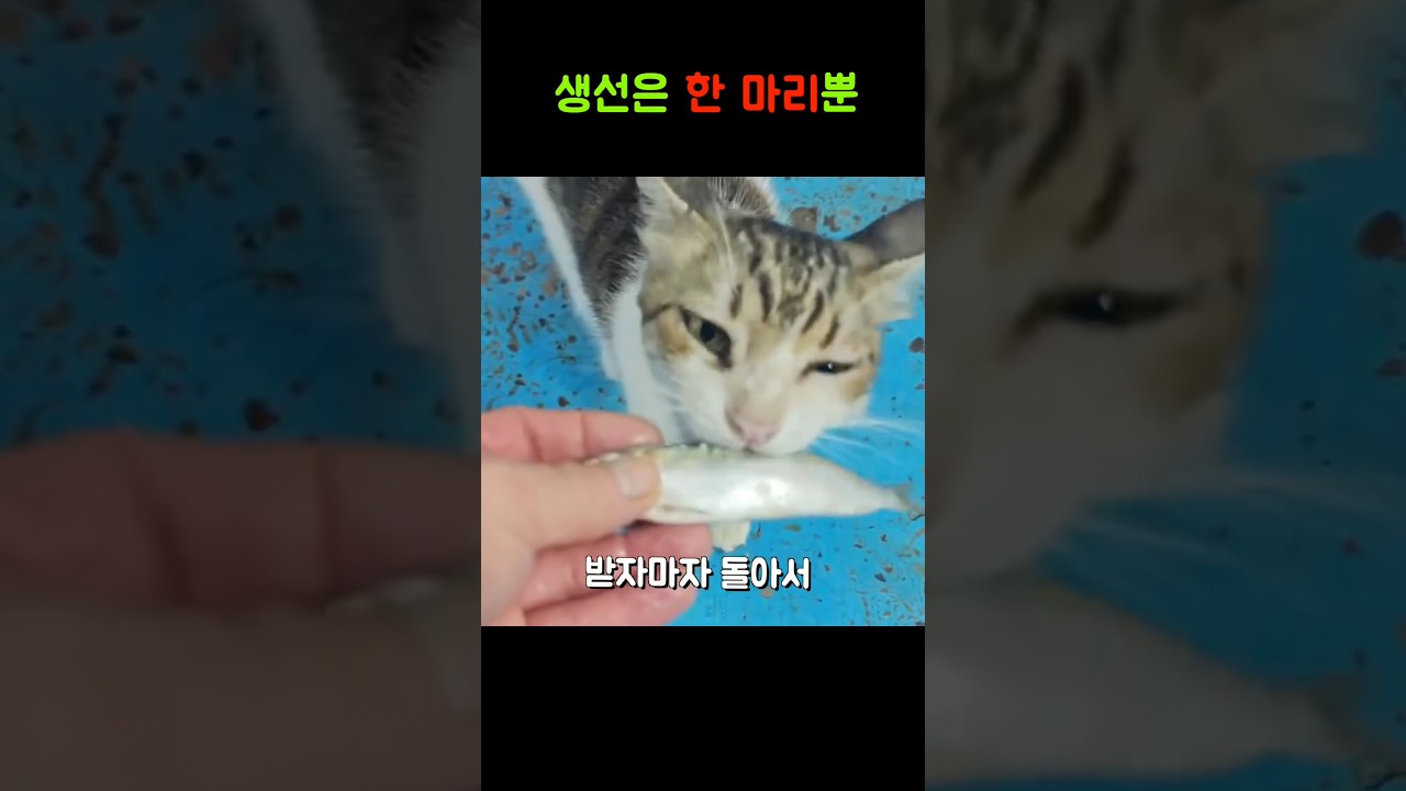 고양이가 득템한 생선, 바로 안 먹은 이유