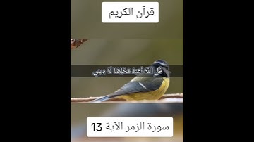 سورة الزمر الآية 13#قران_كريم #لايك_متابعه_اكسبلور #Tiktoklongs #Foryoupage #Viral