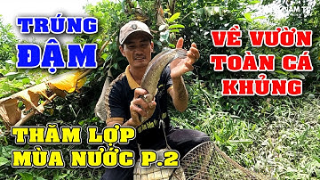 Săn Bắt Cá Mùa Nước Nổi Dính Cá Thấy Mê P.2/Catch The Fish/NGÃ NĂM TV