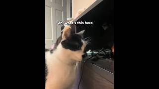 Cat EATS cord