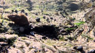 Life In The Rock Pools_TimeLapse