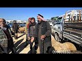 جوله جديده في اسواق الشمال السوري الدانا 13 4 2026 حركه السوق وأسعار اللحم وغنم الجنيه لخراف لسرحيه
