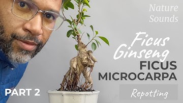 Naturalizing Grafted Ficus Ginseng, Ficus Microcarpa, Repotting, Part 2, July2022