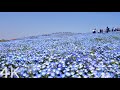【4K】Walking through Nemophila in full bloom at Hitachi Seaside Park | Japan, 2021