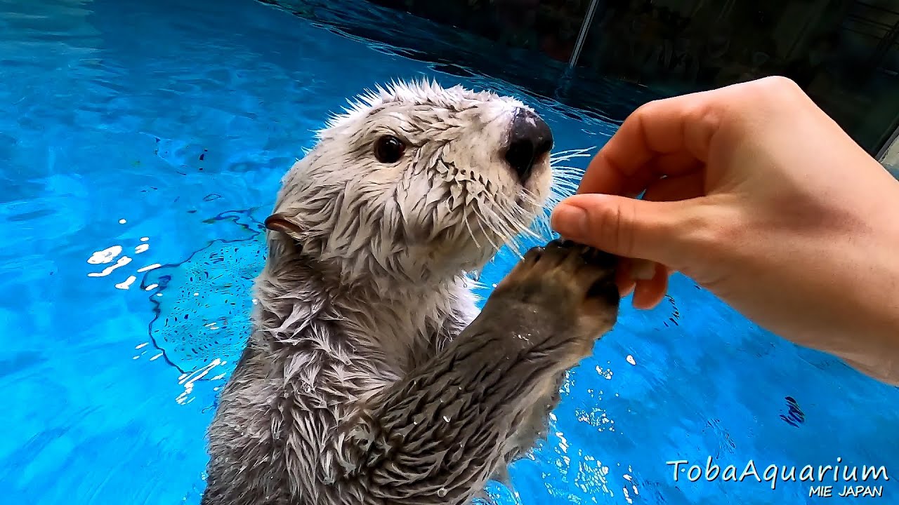 《鳥羽水族館》ラッコの「メイ」の飼育係体験動画 Part2  Keeper's Cam at 