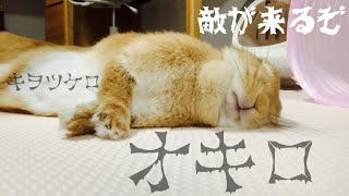 宿命には逆らえないうさぎ　#836