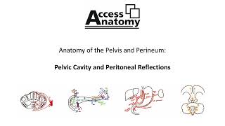 Anatomy of the Pelvis and Perineum 3 - Pelvic Cavity and Peritoneal Reflections