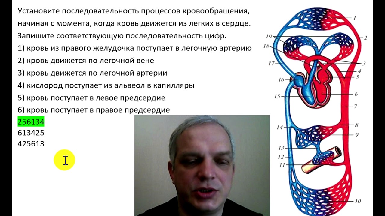 Установите последовательность процессов изображенных на схеме