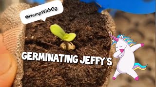 Germin Jiffy's (Day 1) do-si-do, gookies, skunk hero. blue gelato, Girl Scout
