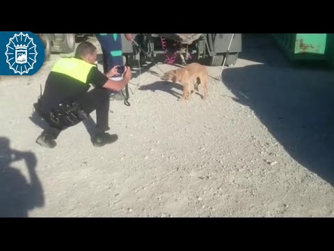 Capturado uno de los perros que atacaron a un hombre en M&aacute;laga