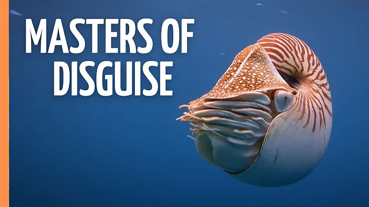 Alien Minds of the Deep: Octopus Secrets | Full Documentary