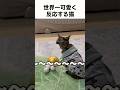 世界一可愛く反応する猫#猫#動物