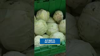 Is it safe to eat lettuce yet?