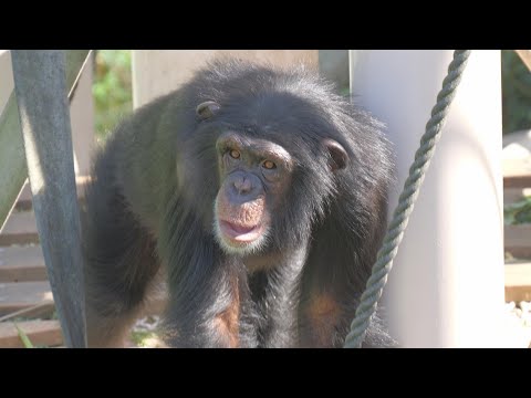 Kalan Animal Talk Higashiyama Zoo Chimpanzee 202410 - YouTube