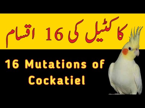 Video: Cockatiels Haqqında Hər şey