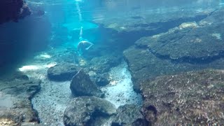 Naked And Afraids Paolo Digirolamos Life Survival River Adventure