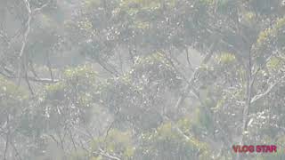 Zoom Test On Nikon B600