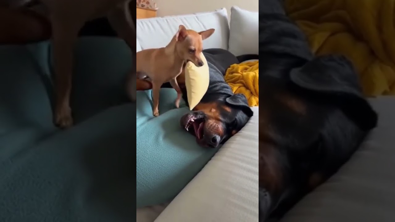 When your snack gets snatched! 😂🐾 