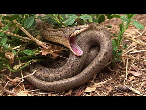 Video: Jedí hadi zmije?