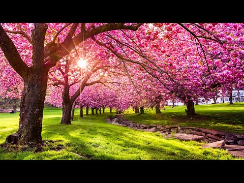 במקום שבעלי תשובה | אבני דרך יסודות ועיונים בדרכו ותורתו של רבי נחמן מברסלב זיע"א