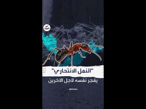 نمل انتحاري يفجر نفسه من أجل حماية صغاره