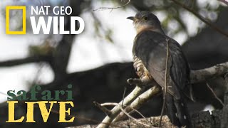 Safari Live - Day 48 | Nat Geo WILD