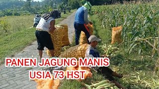 Panen Jagung manis usia 73 Hst