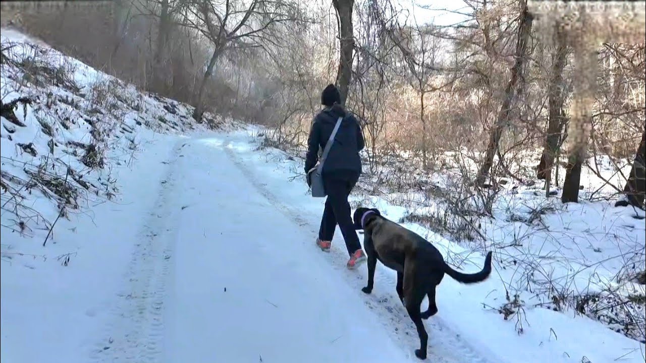 두메산골 오지에서 멍멍이와 살고 계시는 할아버지 