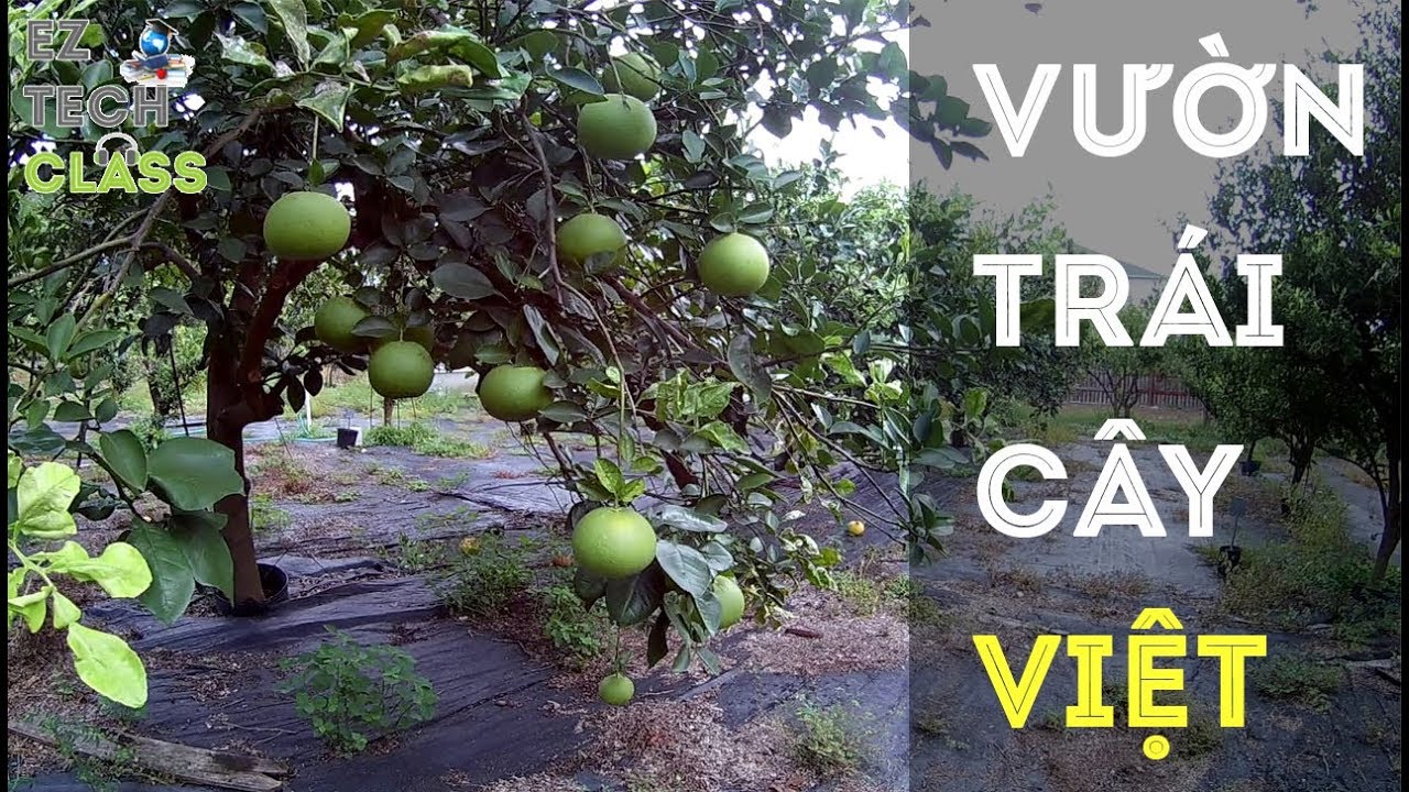 CUỘC SỐNG MỸ - Thăm vườn trái cây cô Oanh Houston,... - youtube
