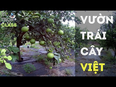 Video CUỘC SỐNG MỸ - Thăm vườn trái cây cô Oanh Houston,... - youtube