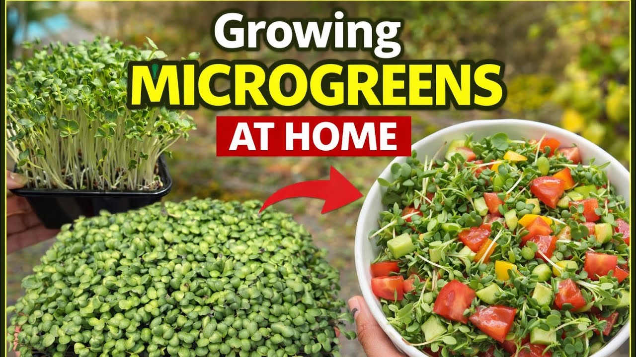 Daily 10 Minutes Mein Apna Superfood Ugaiye | Microgreens 🌱 