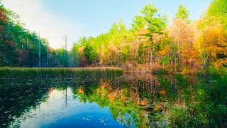 Reflection Lake in Fall 4K - Massachusetts Autumn Colors & Real Nature Sounds screenshot 1