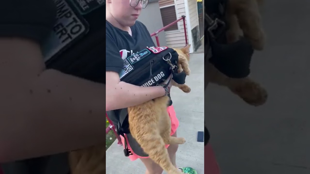 Emotional service cat!