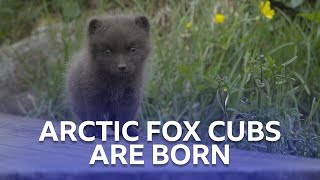 Arctic Fox Cubs Stormborn Bbc Scotland