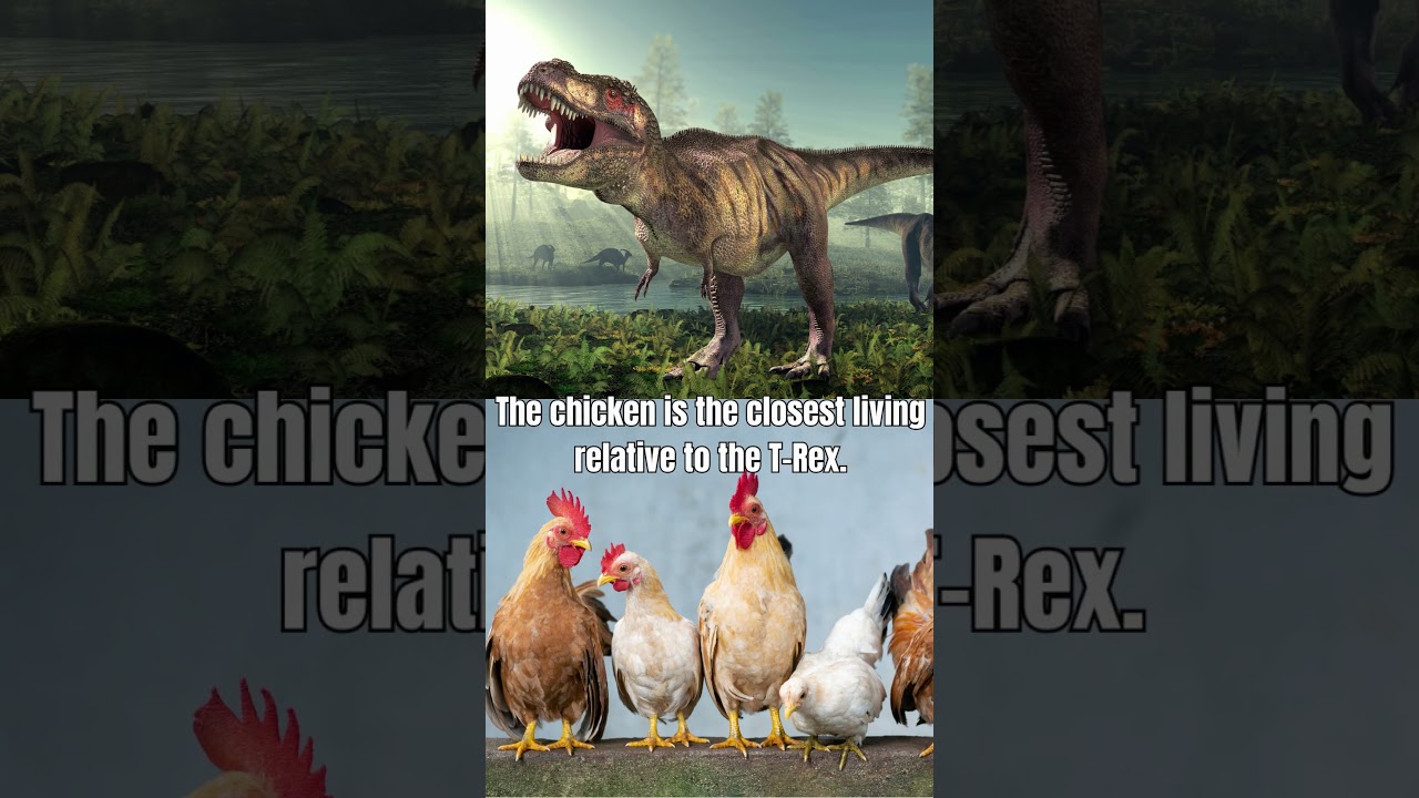 From Mighty Tyrannosaurus to Clucking Chicken.