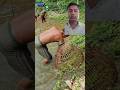 Amazing Skills! Catching Big Fish with Traditional "Pollo" Traps#Shorts #Fishing #foryou