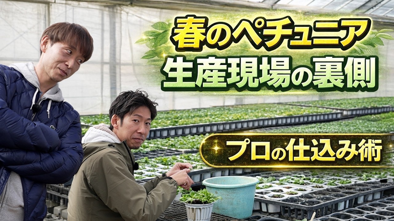 【春のペチュニア】人気品種紹介＆プロの仕込み術！生産現場の裏側に密着！【ハイポネックス】【リキダス】