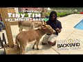 Tiny Tim The Mini Donkey (Apsley, Ontario)