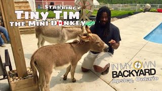 Tiny Tim The Mini Donkey (Apsley, Ontario)