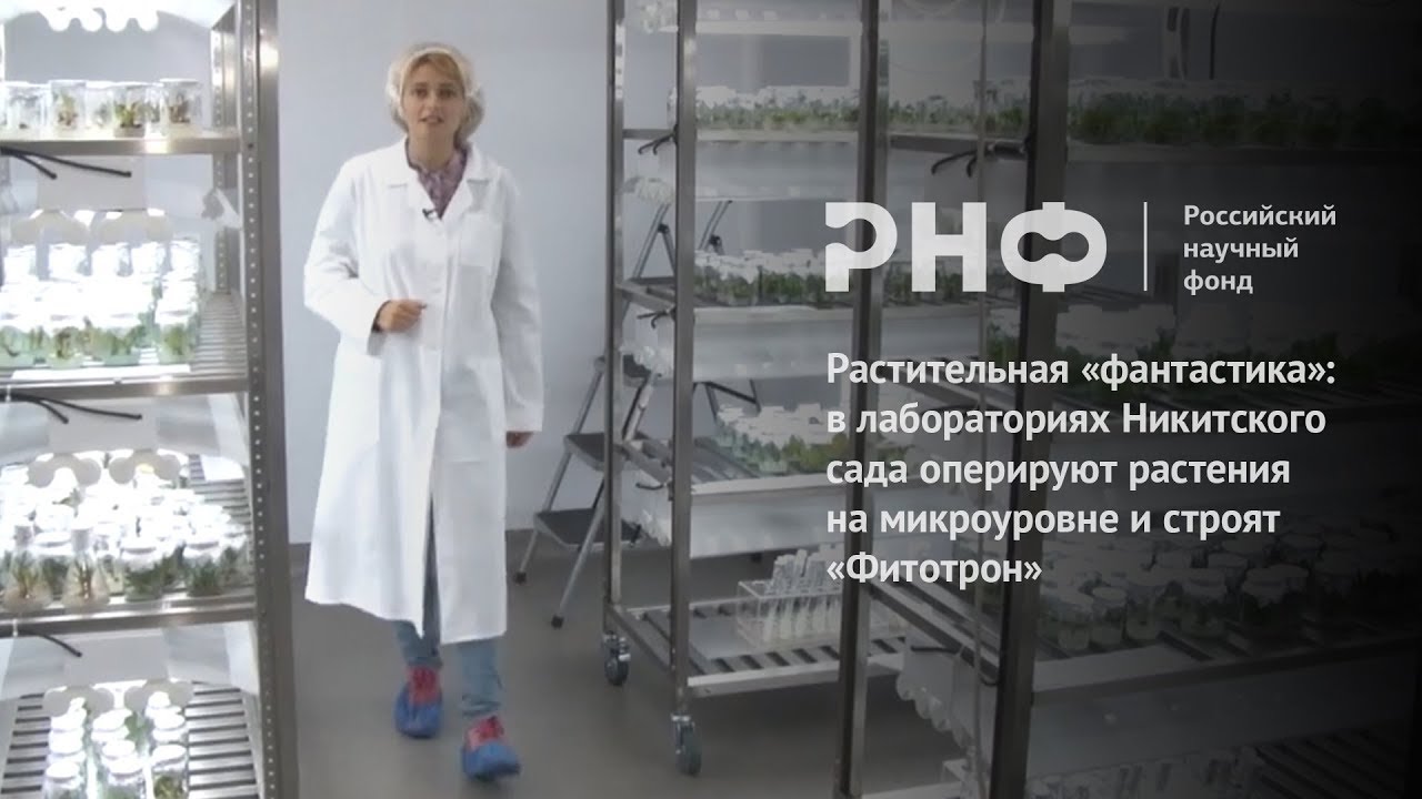 В лабораториях Никитского сада оперируют растения на микроуровне и строят «Фитотрон»