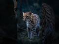 Ocelot: The Shadow Hunter of the Rainforest