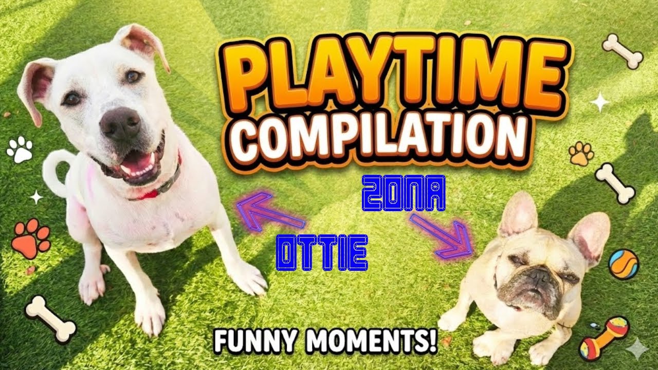 Puppies Going Crazy | Zona Compilation 3